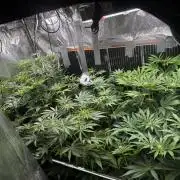 6 Plants,5 Strains (Ripper/Exotic Seeds)