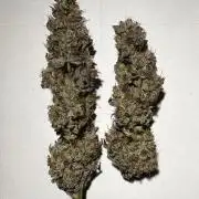 6 Plants,5 Strains (Ripper/Exotic Seeds)