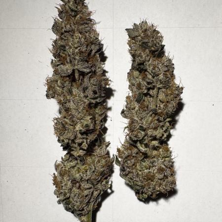 6 Plants,5 Strains (Ripper/Exotic Seeds)