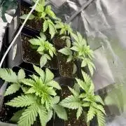 6 Plants,5 Strains (Ripper/Exotic Seeds)