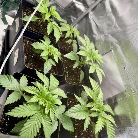 6 Plants,5 Strains (Ripper/Exotic Seeds)