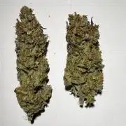 6 Plants,5 Strains (Ripper/Exotic Seeds)