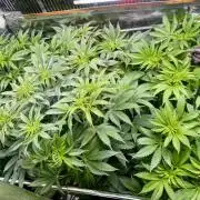 6 Plants,5 Strains (Ripper/Exotic Seeds)