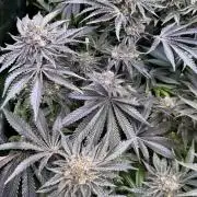 6 Plants,5 Strains (Ripper/Exotic Seeds)