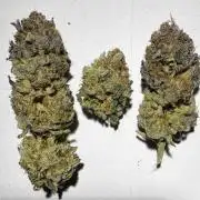 6 Plants,5 Strains (Ripper/Exotic Seeds)