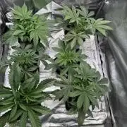 6 Plants,5 Strains (Ripper/Exotic Seeds)