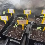 6 Pflanzen, 4 Strains COCO