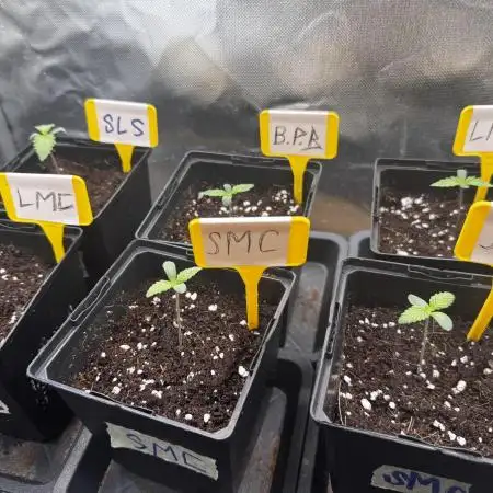 6 Pflanzen, 4 Strains COCO