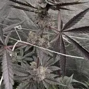 One light per 4x8 tent with UC