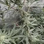 One light per 4x8 tent with UC