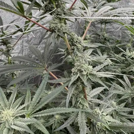 One light per 4x8 tent with UC