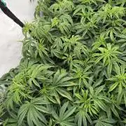 Solfire and Tikki Mad Man RUN