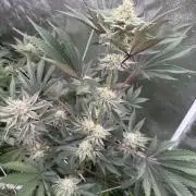 Solfire and Tikki Mad Man RUN