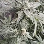 One light per 4x8 tent with UC