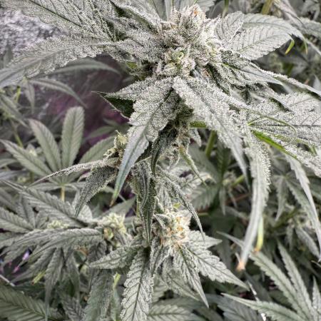 One light per 4x8 tent with UC