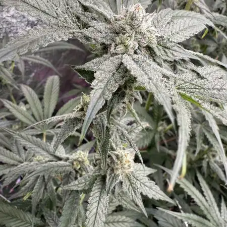 One light per 4x8 tent with UC