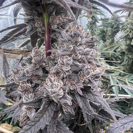 Chimera 2 - Beleaf