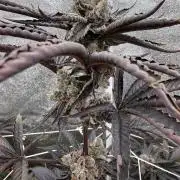 One light per 4x8 tent with UC