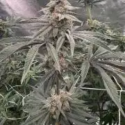 Solfire and Tikki Mad Man RUN