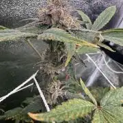 One light per 4x8 tent with UC