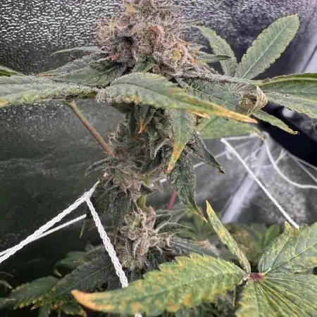 One light per 4x8 tent with UC