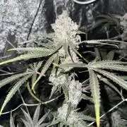 One light per 4x8 tent with UC