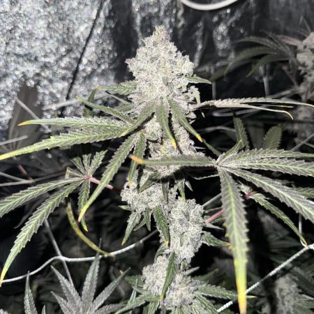 One light per 4x8 tent with UC