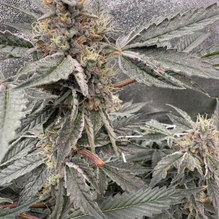 One light per 4x8 tent with UC