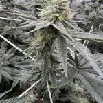 One light per 4x8 tent with UC