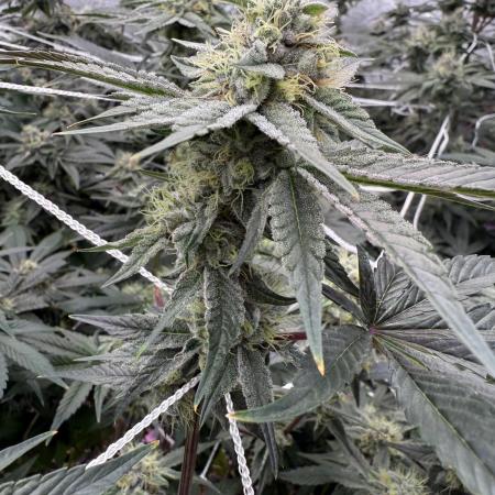 One light per 4x8 tent with UC