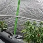 NFT Red Gorilla Girl XL Auto
