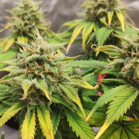 NFT Red Gorilla Girl XL Auto