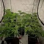 Multi grow