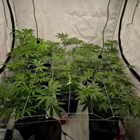 Multi grow