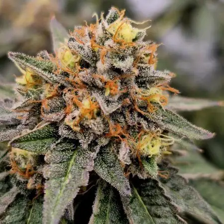 Multi grow