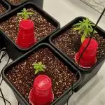 Multi grow