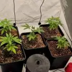 Multi grow