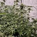 Multi grow