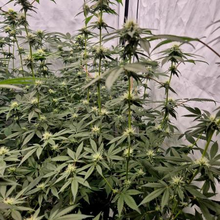 Multi grow