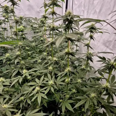 Multi grow
