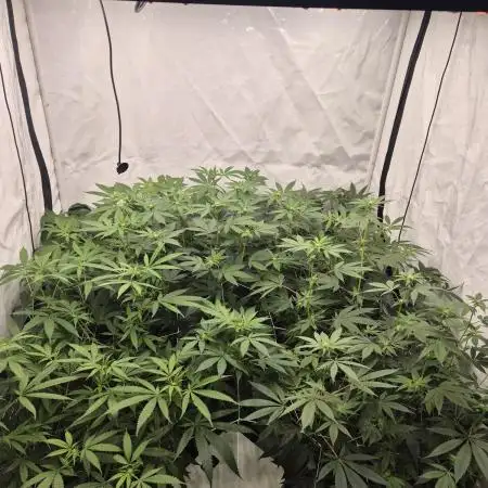Multi grow
