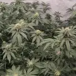 Multi grow