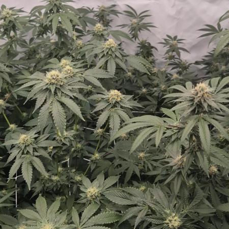 Multi grow