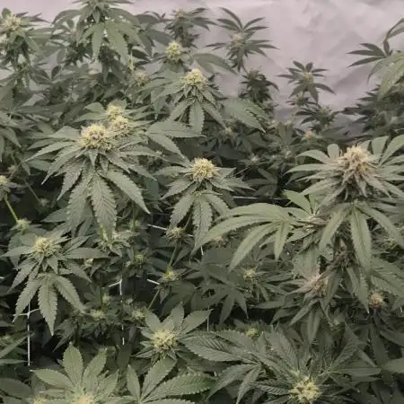 Multi grow