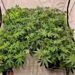 Multi grow