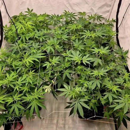 Multi grow