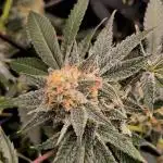 Multi grow