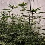 Multi grow
