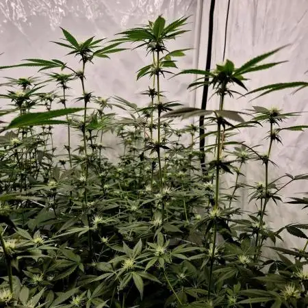 Multi grow