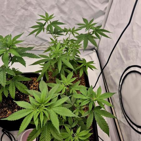 Multi grow